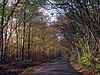 Orlestone Forest