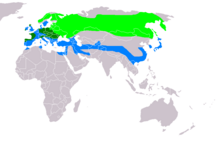 Range of C. cyaneus Үлгі:LeftlegendҮлгі:LeftlegendҮлгі:Leftlegend