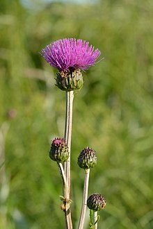 Įvairialapė usnis (Cirsium heterophyllum)