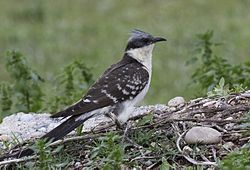 Clamator glandarius - Great Spotted Cuckoo.jpg