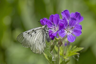 Parnassius mnemosyne nectaring