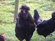 Common Breeds Of Chickens In Australia