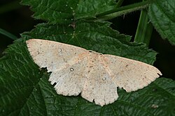 Cyclophora porata-01 (xndr).jpg