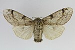 Calliteara fascelina – Specimen