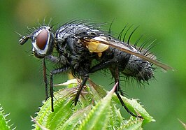 Pelatachina tibialis