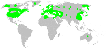 Distribution.larinioides.cornutus.1.png