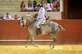 Cheval Hispano-arabe monté en Doma vaquera