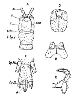 Craterostigmomorpha