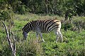 Burchell-Zebra (Equus quagga burchellii)
