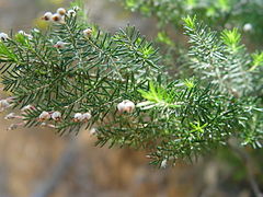 Erica arborea.