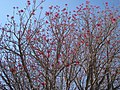 Miniatura para Erythrina coralloides