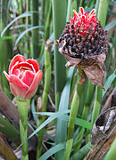 Etlingera hemisphaerica