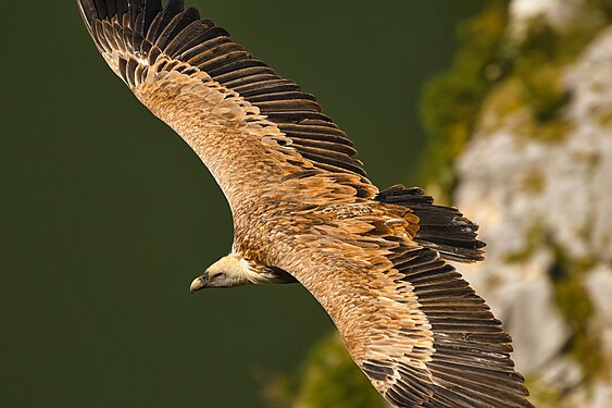 Лешинар лети изнад Увца. Специјални резерват природе Увац. Аутор: Ivanbuki