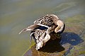 Female mallard