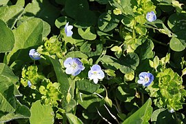 Bird's-eye speedwell