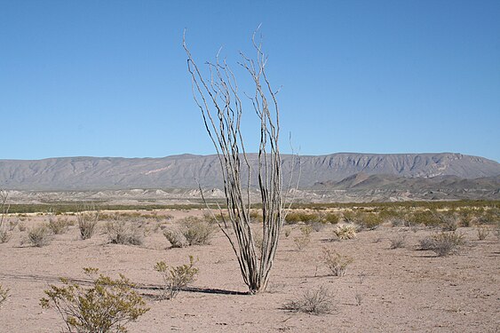 Ocotillo‏ (Fouquieria splendens) כשברקע חלק מרכס סיירה דל כרמן