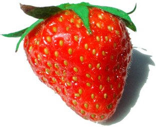 Une fraise, le faux-fruit rouge (en fait le réceptacle floral, porteur des petits fruits verts à sa surface) d'un fraisier du genre Fragaria. (définition réelle 350 × 284*)