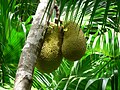 Jackfruits