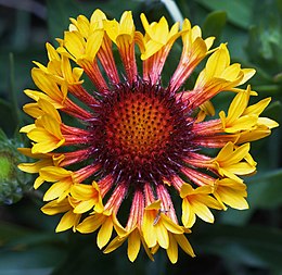 260px Gaillardia fanfare centered