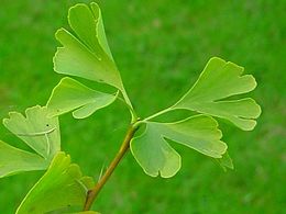 Ginkgo biloba