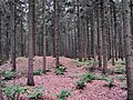 Grafveld in het Naturpark Wildeshauser Geest, ca. 5 km ten noorden van Goldenstedt