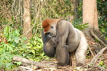 A gorilla in the Democratic Republic of the Congo, 2008 Gorilla gorilla09.jpg