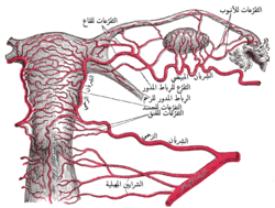 لي المبيض