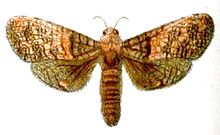 Hypopta amundasa