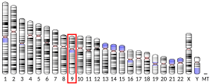 9號染色體