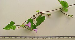 Description de l'image Ipomoea tiliacea (Willd.) Choisy (2574616591).jpg.