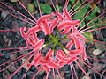 Nerine in Yokohama (September 2008)