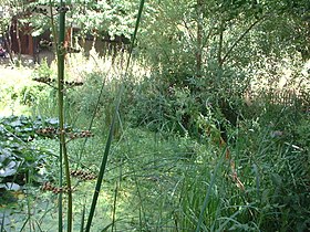 Image illustrative de l’article Jardin naturel Pierre-Emmanuel (Paris)