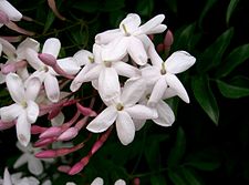 Jasminum polyanthum2. jpg