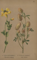 Ilustrace k publikaci Květy podzimní... (Štírovník obecný a jetel kočičí, 1880)