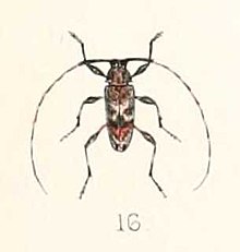 Jordanoleiopus africanus