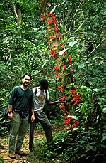 Miniatura para Selva costera del Cross-Sanaga y Bioko