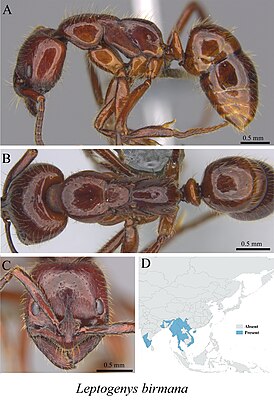 Leptogenys birmana