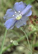 Linum leonii (Frans vlas)