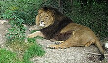 Ljubljana (ZOO) - lev Boy (Panthera leo), 2005.jpg