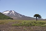 Miniatura para Reserva nacional Malalcahuello