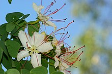 Lysiphyllum hookeri Flower.jpg