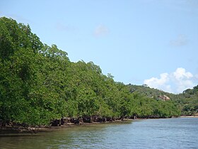 Manguezal em Sirinhaém, Pernambuco.