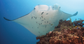 January 27: A Manta alfredi at a cleaning station.