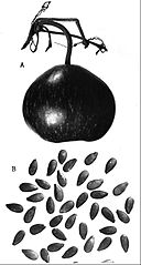 Mate del Uruguay (Millán 1946), dice que el mate galleta es de esta planta pero un fruto un poco más achatado que éste.