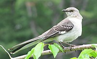 Mimus polyglottos adult 01 cropped.jpg