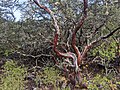 Arbutus menziesii; Foliose lichen