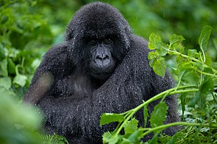 File:Mountain gorilla from Susa Group in Karisimbi thicket of Volcanoes National Park in Rwanda Photo by Emmanuelkwizera