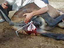 A mule being castrated Mule castration emasculator during haemostasis.jpg