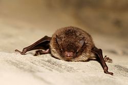 Myotis daubentoni01.jpg