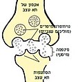 תמונה ממוזערת לגרסה מ־13:45, 19 במאי 2007